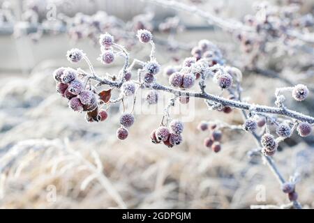 Baies d'aubépine dépolies dans le jardin. Hiver Banque D'Images