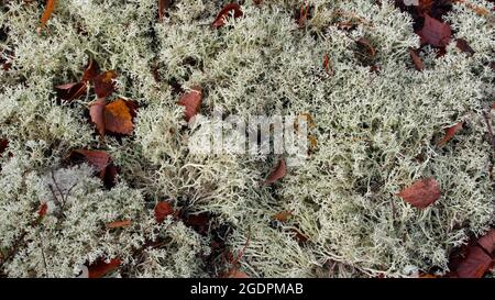 Arrière-plan naturel de la forêt avec des lichens et des feuilles sèches de bouleau tombé. Texture de la forêt d'automne, vue sur le sol. Banque D'Images