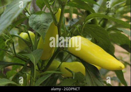 Poivre de cire hongrois poussant sur la plante Banque D'Images