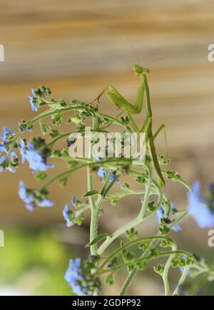 Prier Mantis sur Blue Forget Me pas des fleurs Banque D'Images