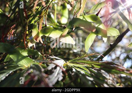 Acer palmatum dissectum «Atropurpuremum» Japanese cutleaf Maple Atropurpuremum – Winged Green Seed pads Red Tinged Green Leaves, juillet, Angleterre, Royaume-Uni Banque D'Images