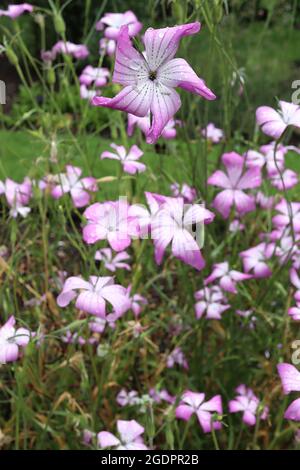 Agrostemma brachyloba Coccotle étroit – grandes fleurs roses profondes en forme de salver avec centre blanc et lignes noires pointillées, juillet, Angleterre, Royaume-Uni Banque D'Images