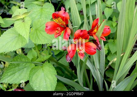 Alstroemeria «Red Beauty» le nénuphar péruvien Red Beauty - fleurs rouges en forme d'entonnoir avec des taches jaunes, des marges orange et des taches brunes, juillet, Angleterre, Royaume-Uni Banque D'Images