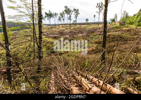 Une parcelle de forêt largement défrichée dans le Harz, Basse-Saxe, Allemagne, montre des restes de branches et quelques arbres décidus debout entre les zones défrichées. Le Harz lutte depuis des années contre une mortalité à grande échelle de ses forêts d'épicéas due aux tempêtes, à la sécheresse et à l'infestation de scolytes ; les peuplements touchés sont abattus dans les forêts gérées. Banque D'Images