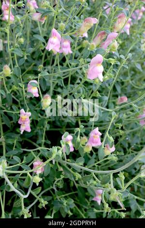 Antirrhinum charidemi snapdragon Charidemi – grappes de fleurs roses moyennes à nervures violettes et palais blanc jaune, juillet, Angleterre, Banque D'Images