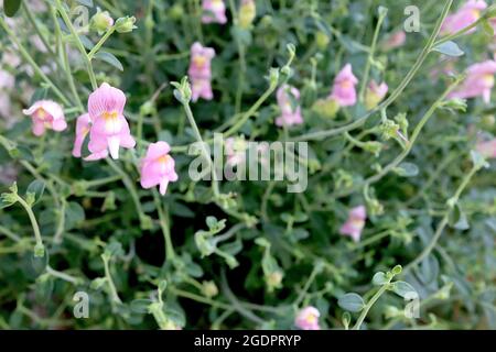 Antirrhinum charidemi snapdragon Charidemi – grappes de fleurs roses moyennes à nervures violettes et palais blanc jaune, juillet, Angleterre, Banque D'Images