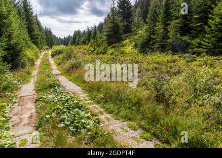 Chemin de patrouille sur l'ancien rideau de fer de la frontière intérieure allemande, Braunlage, Allemagne Banque D'Images