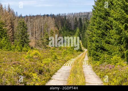 Chemin de patrouille sur l'ancien rideau de fer de la frontière intérieure allemande, Braunlage, Allemagne Banque D'Images