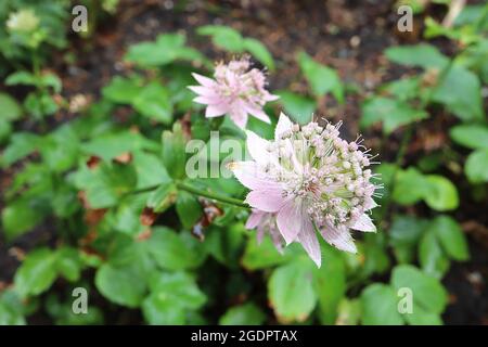 Astrantia maxima grand / plus grand mastermoort – grandes fleurs tubulaires rose pâle avec des bractées roses très pâles, juillet, Angleterre, Royaume-Uni Banque D'Images