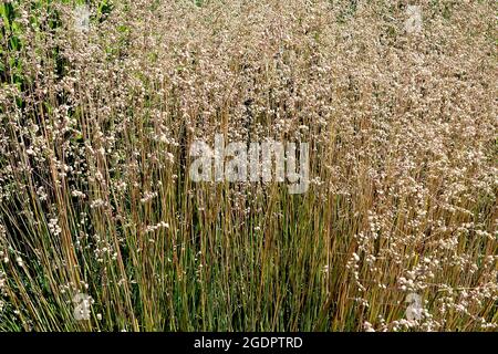 Briza Media Common Quaking Grass – Spikales à houblon sur les tiges hautes, juillet, Angleterre, Royaume-Uni Banque D'Images