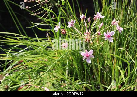 Butomus umbellatus floraison Rush – fleurs rose pâle avec ovaire rose profond, feuilles linéaires mi-vertes, juillet, Angleterre, Royaume-Uni Banque D'Images