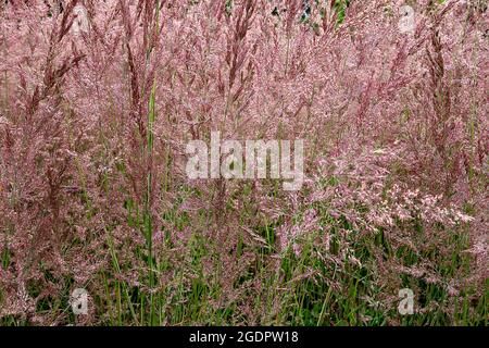 Calamagrostis x acutfilora ‘Karl Foerster’ herbe à roseau Karl Foerster – panaches à plumes de panicules de fleurs violettes sur de grandes tiges vertes fraîches, Banque D'Images