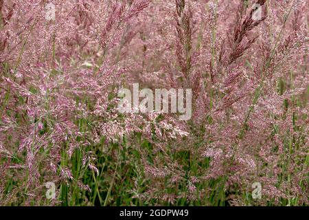 Calamagrostis x acutfilora ‘Karl Foerster’ herbe à roseau Karl Foerster – panaches à plumes de panicules de fleurs violettes sur de grandes tiges vertes fraîches, Banque D'Images