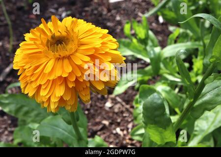 Calendula officinalis ‘Empereur jaune’ pot marigold Empereur jaune – fleur de boule entièrement double avec centre jaune, juillet, Angleterre, Royaume-Uni Banque D'Images
