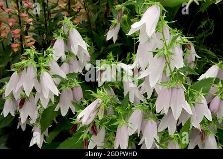 Campanula ‘Iridescent Bells’ Bellflower Iridescent Bells – Pendentious cloches blanches en forme de cloche ailées violet, juillet, Angleterre, Royaume-Uni Banque D'Images