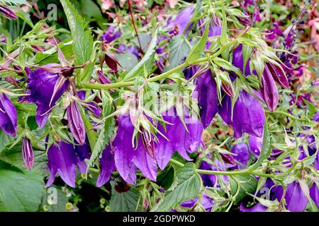 Campanula ‘Kent Belle’ Bellflower Kent Belle - fleurs violettes pendantes en forme de cloche, juillet, Angleterre, Royaume-Uni Banque D'Images