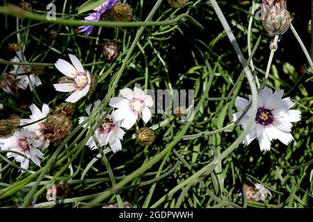 Catananche caerulea ‘Alba’ dart de Cupid Alba – fleurs blanches avec pétales sertis et anneau violet intérieur, juillet, Angleterre, Royaume-Uni Banque D'Images