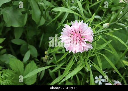 Centaurea cyanus rose cornflower – fleur anneau de fleurs de lavande rose fleurs, juillet, Angleterre, Royaume-Uni Banque D'Images