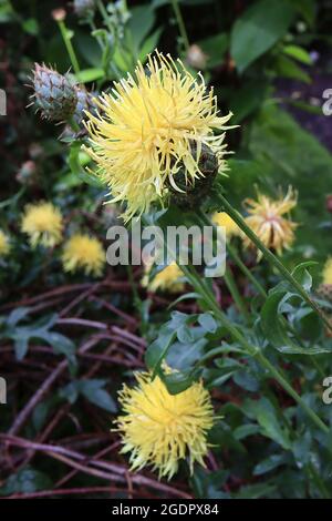 Centaurea salonitana Salonitana knapweed – couronne de fleurs tubulaires jaune pâle au sommet d'un élégant calice vert et de feuilles finement disséquées sur de grandes tiges, Banque D'Images