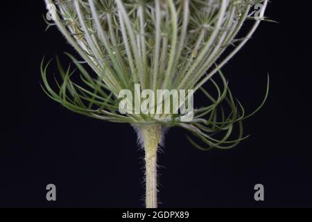 Portrait de Daucus carota, connu aussi sous le nom de dentelle de la reine Anne. Banque D'Images