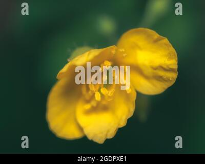 Photo macro d'une magnifique coupe de beurre jaune rampant Banque D'Images