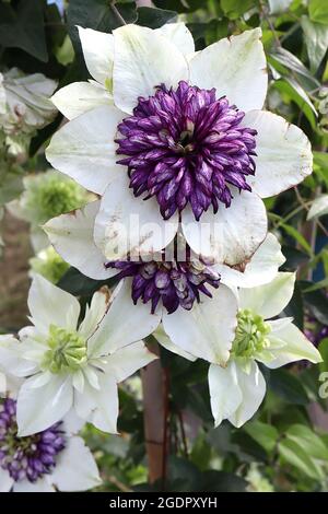 Clematis florida ‘Sieboldii’ Rosette forme des fleurs avec des pétales extérieurs blancs, des pétales intérieurs violet foncé à vert clair avec des dos de pétale bordeaux, juillet, Royaume-Uni Banque D'Images