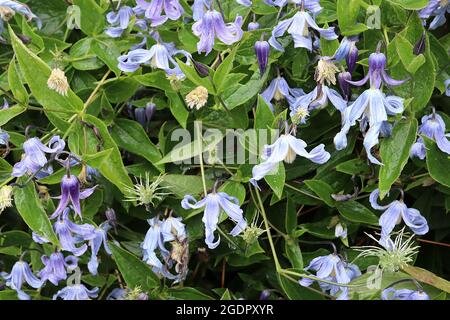 Clematis integrifolia «Blue Ribbons» lavande fleurs en forme de cloche bleu avec des pétales de torsion entièrement récurvés, juillet, Angleterre, Royaume-Uni Banque D'Images
