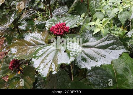 Clerodendrum bungei BOUTONS DE FLEUR rose gloire bower – grappes verticales de boutons de fleur rose pourpre sur de grandes feuilles larges ovées vert foncé, juillet, Royaume-Uni Banque D'Images