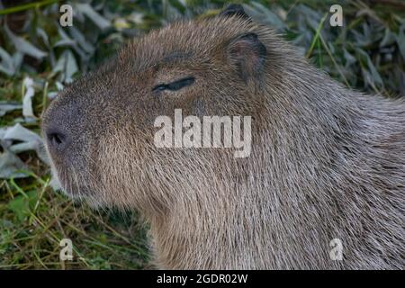 Le plus grand rongeur, le capybara, repose sur l'herbe verte. Le capybara s'accroupille contre le soleil. Détendez-vous. Portrait d'un animal en gros plan Banque D'Images