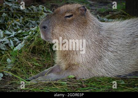 Le plus grand rongeur, le capybara, repose sur l'herbe verte. Le capybara s'accroupille contre le soleil. Détendez-vous. Portrait d'un animal en gros plan Banque D'Images