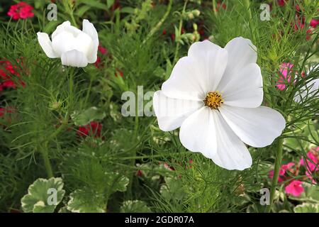 COSMOS bipinnatus “Purity” blanc fleurs en forme de bol et feuilles de plumes, juillet, Angleterre, Royaume-Uni Banque D'Images