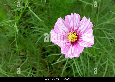 COSMOS bipinnatus ‘Rosetta’ fleurs blanches en forme de bol avec des stries roses moyennes et des feuilles de plumes, juillet, Angleterre, Royaume-Uni Banque D'Images