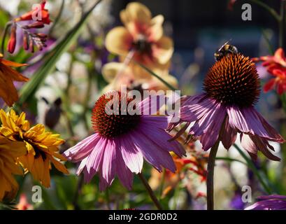 Abeille sur l'échinacée purpurea Banque D'Images
