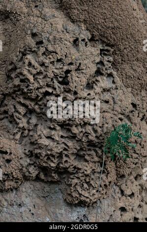 Gros plan d'un nid de termite géant trouvé au milieu du jardin forestier situé dans la zone est de Belo Horizonte, Minas Gerais - Brésil Banque D'Images