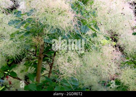 Cotinus coggygria arbre de fumée "Golden Spirit" Golden Spirit - fleurs à bout rose vert pâle transparentes bordeaux feuilles violettes, juillet, Angleterre, U Banque D'Images