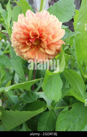 Dahlia 'Gardenetta Peach' Décorative Dahlia Group 5 fleurs de pêche aux franges jaune et rose, juillet, Angleterre, Royaume-Uni Banque D'Images