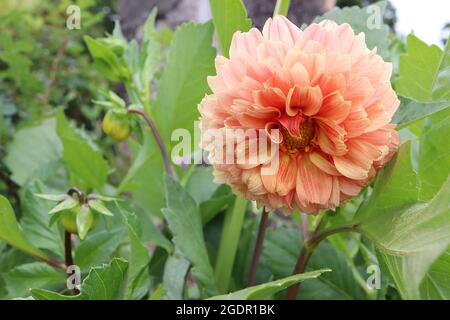 Dahlia 'Gardenetta Peach' Décorative Dahlia Group 5 fleurs de pêche aux franges jaune et rose, juillet, Angleterre, Royaume-Uni Banque D'Images