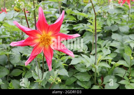 Dahlia ‘Honka surprise’ Star dahlia Group 12 fleurs roses profondes en forme d’étoile avec pétales roulés, juillet, Angleterre, Royaume-Uni Banque D'Images