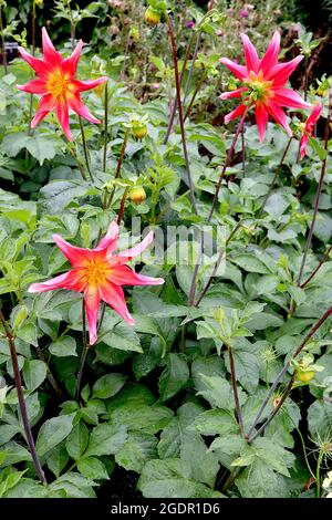 Dahlia ‘Honka surprise’ Star dahlia Group 12 fleurs roses profondes en forme d’étoile avec pétales roulés, juillet, Angleterre, Royaume-Uni Banque D'Images