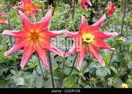 Dahlia ‘Honka surprise’ Star dahlia Group 12 fleurs roses profondes en forme d’étoile avec pétales roulés, juillet, Angleterre, Royaume-Uni Banque D'Images