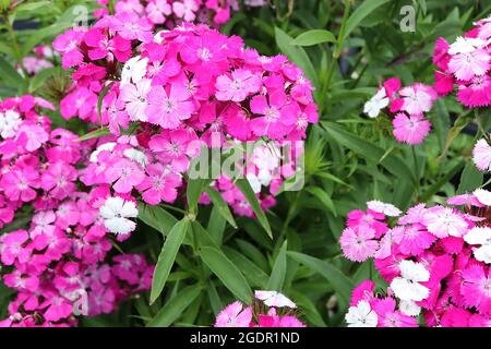 Dianthus barbatus «Dash Magicien» Sweet William Dash Magicien – têtes de fleurs bombées de fleurs blanches, roses moyennes et profondes avec pétales bordés, juillet, Banque D'Images