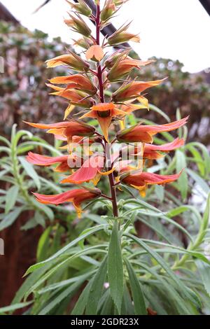 Digitalis / Isoplexis isabelliana Isabels foxglove – ouvert en forme de cloche fleurs orange foncé avec gorge orange, longue lèvre supérieure et sépales évasés, juillet, Banque D'Images