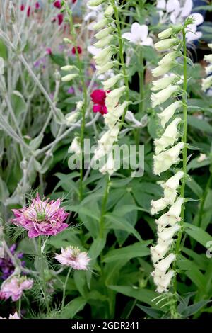 Digitalis lutea petit foxglove jaune - ouvert en forme de cloche fleurs jaunes très pâle sur les tiges courtes, juillet, Angleterre, Royaume-Uni Banque D'Images