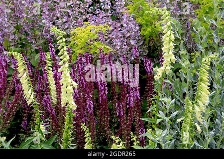 Digitalis lutea petit foxglove jaune - ouvert en forme de cloche fleurs jaunes très pâle sur les tiges courtes, juillet, Angleterre, Royaume-Uni Banque D'Images