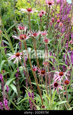 Echinacea pallida PÉTALES ÉMERGENTS conefleet pourpre pâle – pétales droit rose pâle et centre en forme de cône, juillet, Angleterre, Royaume-Uni Banque D'Images