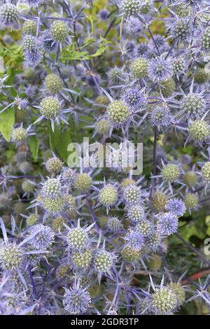 Eryngium planum «Blue Cap» bleu eryngo Blaukappe - têtes de fleurs sphériques au sommet de courtes fines bractées bleu pâle mauve, juillet, Angleterre, Royaume-Uni Banque D'Images