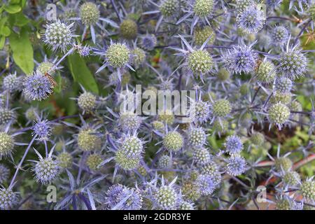 Eryngium planum «Blue Cap» bleu eryngo Blaukappe - têtes de fleurs sphériques au sommet de courtes fines bractées bleu pâle mauve, juillet, Angleterre, Royaume-Uni Banque D'Images