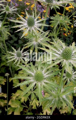 Eryngium x zabelii 'Neptunes Gold' Sea Holly Neptunes Gold - têtes de fleurs en forme de cône vert clair au sommet de bractées vertes moyennes, feuilles d'or vert Banque D'Images