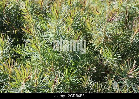 Euphorbia cyparissias «Fens Ruby» Cyprus sphurge Fens Ruby – pousses pourpres et feuilles vertes grises étroites, juillet, Angleterre, Royaume-Uni Banque D'Images