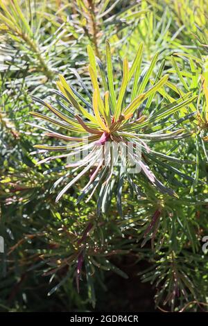 Euphorbia cyparissias «Fens Ruby» Cyprus sphurge Fens Ruby – pousses pourpres et feuilles vertes grises étroites, juillet, Angleterre, Royaume-Uni Banque D'Images